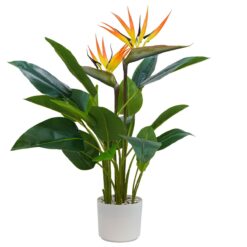 Strelitzia Artificiale, 2 Misure