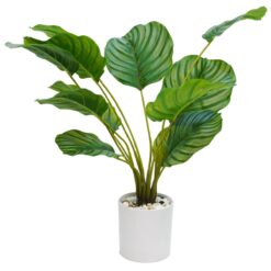 Calathea Artificiale, 2 Misure